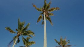 Video of coconut palm trees swaying with the wind, set against a clear blue sky in a tropical country in Malaysia - pan dolly downwards.
