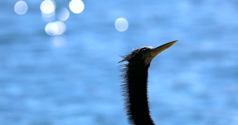 Anhinga Black Bird Head And Long Neck, Background Blur Bokeh Lake Water, Close Up Portrait -  4K Resolution