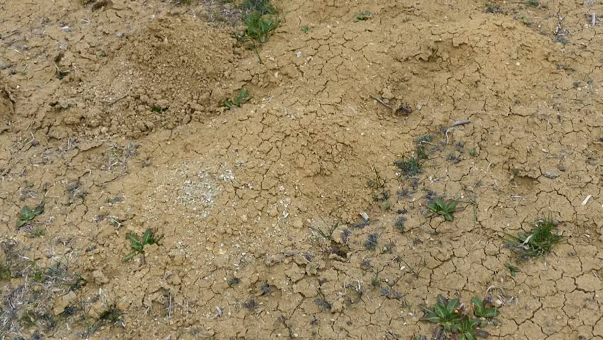 yellow soil, soil colors, soil types,