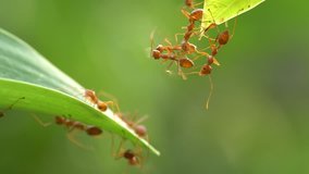 Ant action standing. Ant bridge unity team, Concept team work together, footage 4K