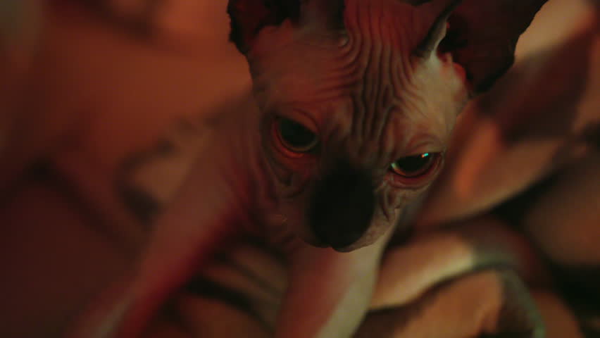 Lovely close-up view of adorable sphynx kitten relaxing on the bed in the evening. | Shutterstock HD Video #1027083215