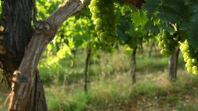 Bunch of white grapes in a green vineyard of Chianti region. Summer season, Tuscany. Italy. 4K UHD Video