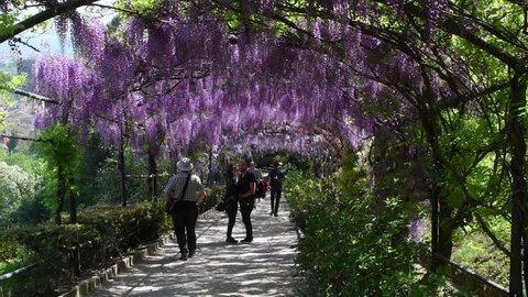 Florence, 23 April 2018: Tourists under the famous wisteria tunnel at Bardini garden in Florence, Italy. Full bloomed purple wisteria. 4K Ultra HD Video.