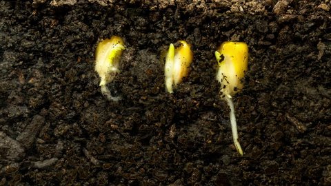 Corn plant growing time lapse. Moving macro time lapse of three corn seed growing from soil, camera moving with the seed growing. 