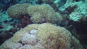 Static video, coral reef in the Red Sea. A beautiful underwater landscape with corals, tentacles of corals catch plankton and sway in the water. Egypt