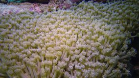 Static video, coral reef in the Red Sea. A beautiful underwater landscape with corals, tentacles of corals catch plankton and sway in the water. Egypt