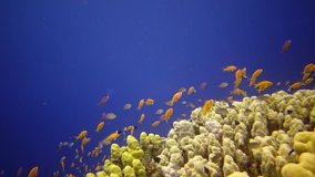 Coral reef in the Red Sea, Abu Dub. Static video, Beautiful underwater landscape with tropical fish and corals. Life coral reef. Egypt