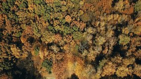 Drone shot aerial forest high angle overfly sunny colorful autumn forest. Autumn color forest in a sunny day. Camera moves top down