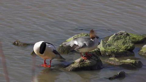 Goosander couple by the sea preening themselves and standing on the rocks