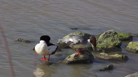 Goosander couple by the sea preening themselves and standing on the rocks