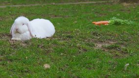 white bunny on the grass with a carrot