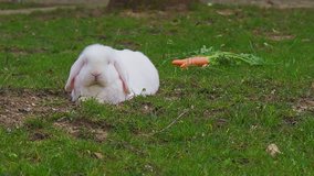 white bunny on the grass with a carrot