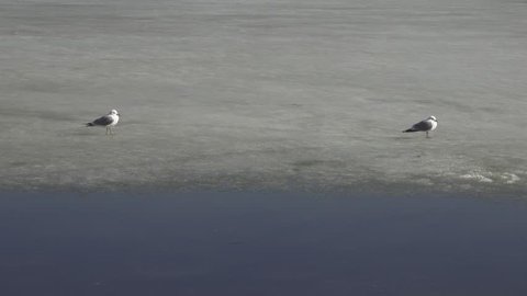 Two mew gulls standing on the sea ice and holding a big distance between themselves