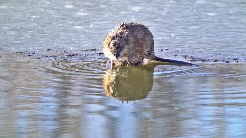 Wet Muskrat Shake Off - A wet muskrat shakes off the water from its body after emerging from a hole in the ice. Slow Motion. Lakewood, Colorado.