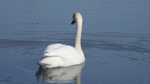 Mute swan swims in the sea