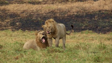 Two large adult male pride lions great each other in the rain. After rubbing heads one large lion licks the other lions head then shakes water from his main while the other lion yawns.