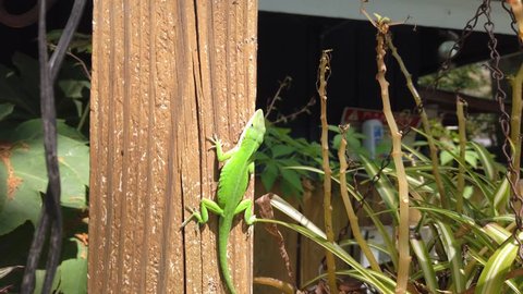 A Green Anole (Anolis carolinensis) American Chameleon Crawling on a Wooden Post