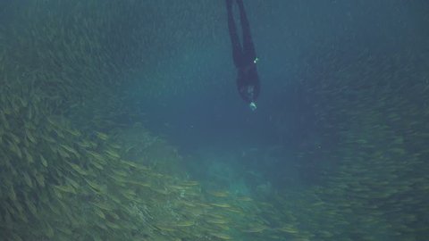 Freediver dives into flock of fish (Oxeye Scad - Selar boops) 