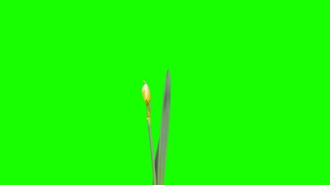 4K. White narcissus blossom buds green screen, Ultra HD (Narcissus Walz). timelapse, 4096x2304