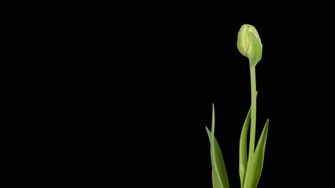 4K. Red and yellow tulip bloom buds ALPHA matte, Ultra HD (Tulipa Allegretto) (Time Lapse), 4096x2304