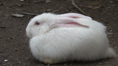 Small Tiny Little Bunny Amazing Stock Footage Video 100 Royalty Free Shutterstock