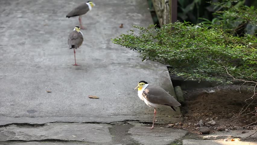 Masked Lapwing (Vanellus Miles) Also Known As The Masked Plover And The Spur-Winged Plover.
