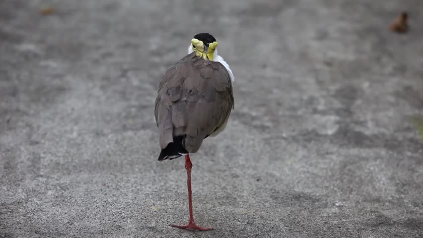 Masked Lapwing (Vanellus Miles) Also Known As The Masked Plover And The Spur-Winged Plover.