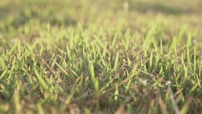 Slow motion clip, The natural beauty of the lawn in the garden.