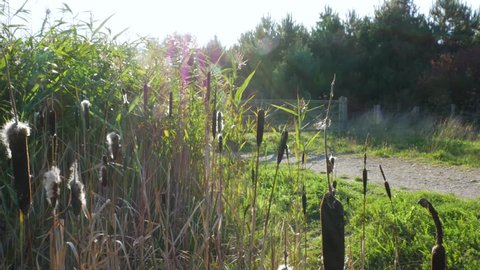Sunny Static Shot of Bulrushes by a Country Lane.