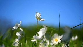 White Flowers of anemones are sway in the wind on the blue sky background