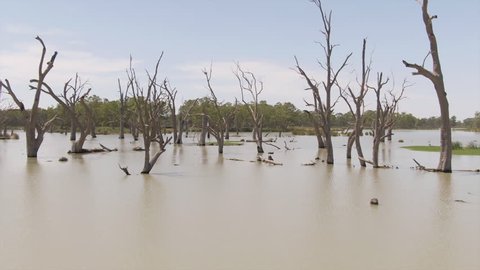 Various aerial shots of dead trees in the Murray Darling Basin or river system. Regional Australia. Outback.