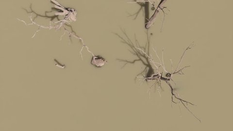Top down aerial shot of dead trees in the Murray Darling Basin or river system. Regional Australia. Outback.