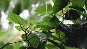 Beautiful tropical rain falling on green leaves in a Thailand garden