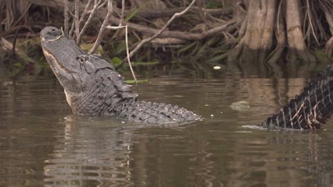 Gator bellows and growls in slow motion with tail swaying as water dances on back in South Florida Everglades