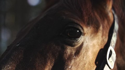Brown horse eyes close up slow motion