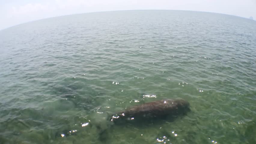 Dugong dugon (seacow or sea cow) swimming in the tropical sea water. Aerial view. drone view.