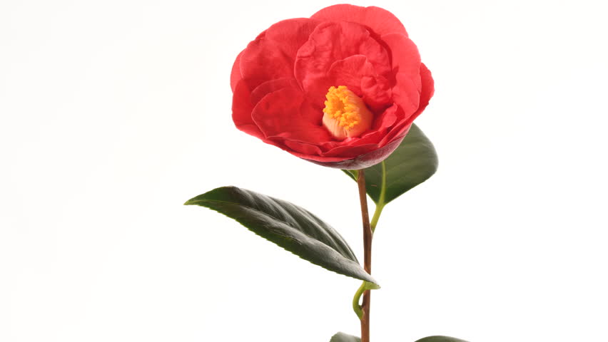Red Camellia flower bud opening time lapse 4 k. 2 of 3. The flower opens facing the camera. Close up, isolated against a white background, yellow stamens move