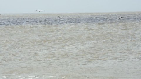 Two pelicans dive into the water of Galveston Bay.