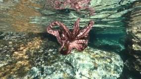 Underwater video of octopus in tropical exotic emerald clear sea rocky bay with coral reef