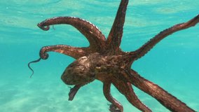 Underwater video of octopus in tropical turquoise sandy beach with turquoise clear sea