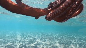 Underwater video of octopus in tropical turquoise sandy beach with turquoise clear sea