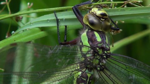 DRAGONFLY,Aeshna cyanea,Southern hawker,short after when hatching from of the larvae, therefore unable to fly,needs be dried first,Close-up of head and thorax.
