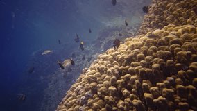 Coral reef in the Red Sea, Abu Dub. Static video, Beautiful underwater landscape with tropical fish and corals. Life coral reef. Egypt