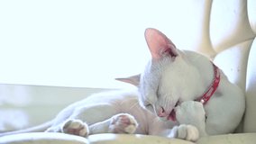 White cats are licking their own hairs. video Slow motion 120 fps
