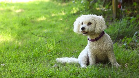 Beautiful small dog sits quietly on the grass looking towards negative space, STATIC