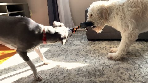 Dog tug of war. Cute dogs playing tug of war in the living room.