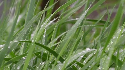 Fresh green blades of grass in the rain. 4K image.