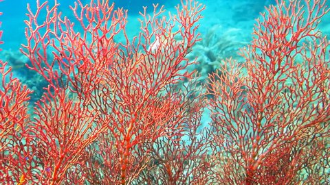 Healthy coral reef with variety of fish and underwater wildlife