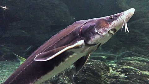 Different types of sturgeons in oceanarium, full of tropical animals and plants. The sturgeons float under the water in the marin aquarium. 