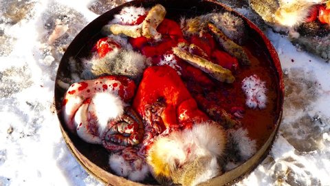Hunters butchering a rabbit after the hunt, throw away the entrails and fur on snow